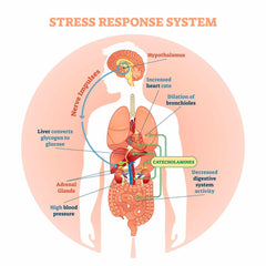 Stress and Adrenal Formula