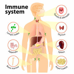 Immune Formula (acute)
