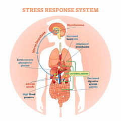 Stress and Adrenal Formula