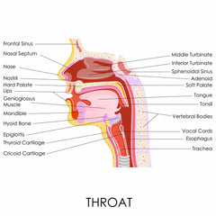 Sinus Infection Formula